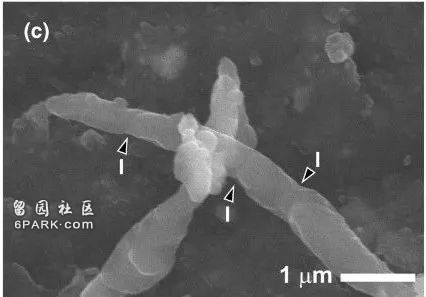 科学家竟在小行星样本中发现了细菌 这下问题可大了