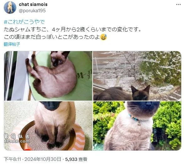 收养了只白色小奶猫 4年后彻底黑化 诈骗吗(组图)